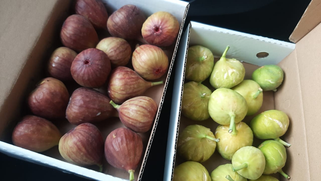 Red Figs